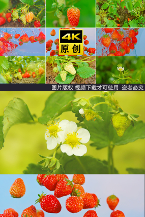 草莓视频与网络色情内容的探讨-第1张图片