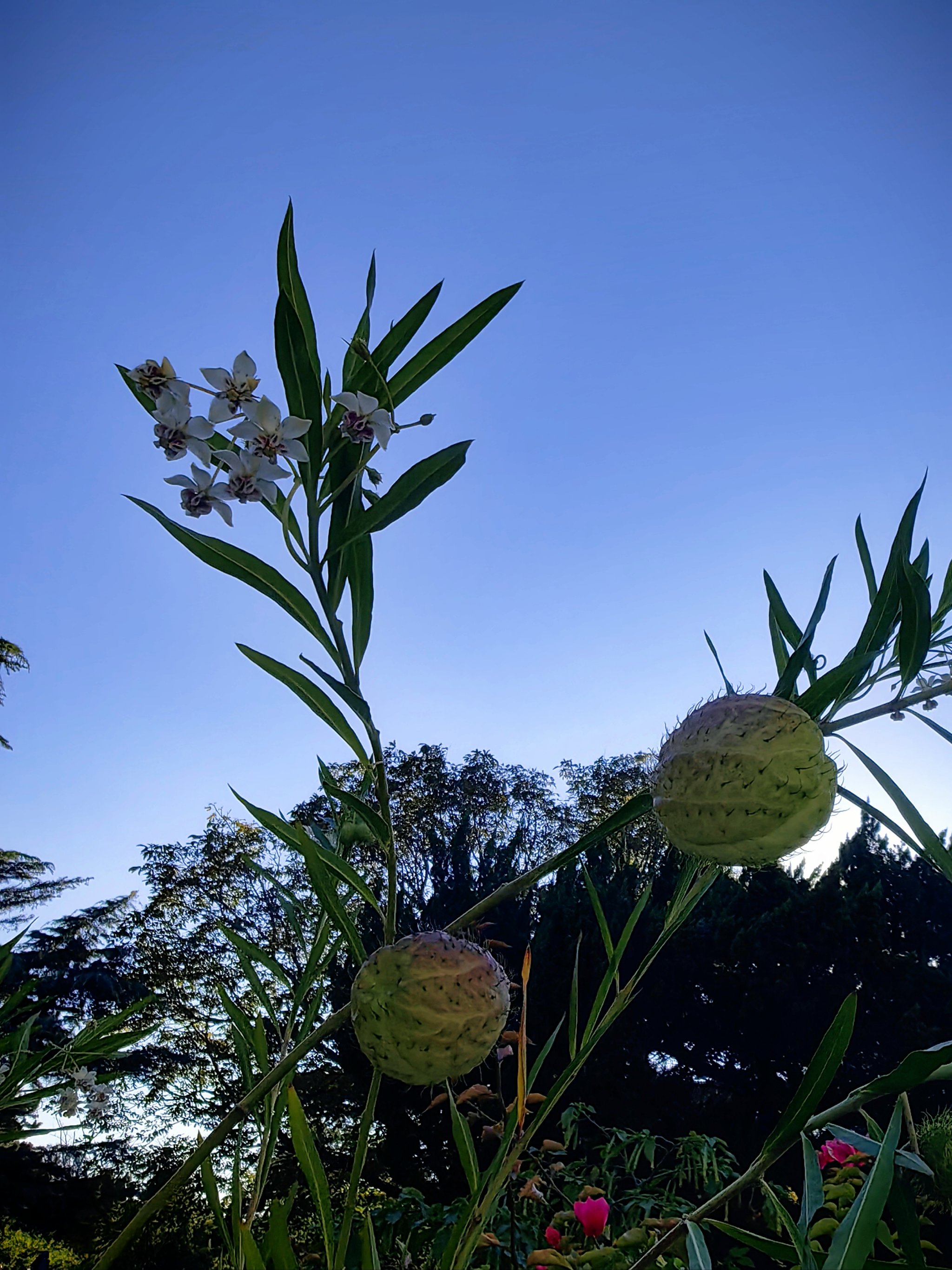 三叶草gy5968三叶草gy5968，一种独特的植物与它的魅力-第3张图片