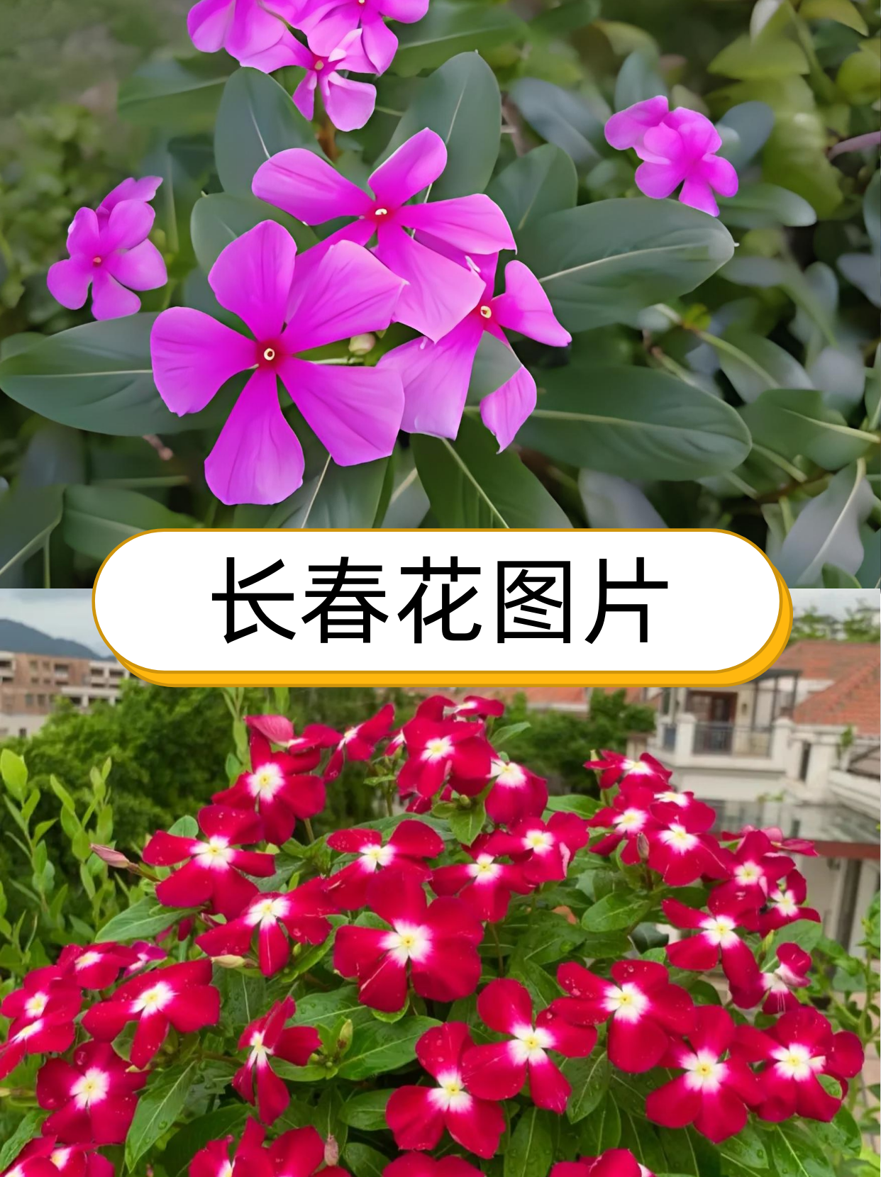 花色网探索花色网的魅力与价值-第3张图片