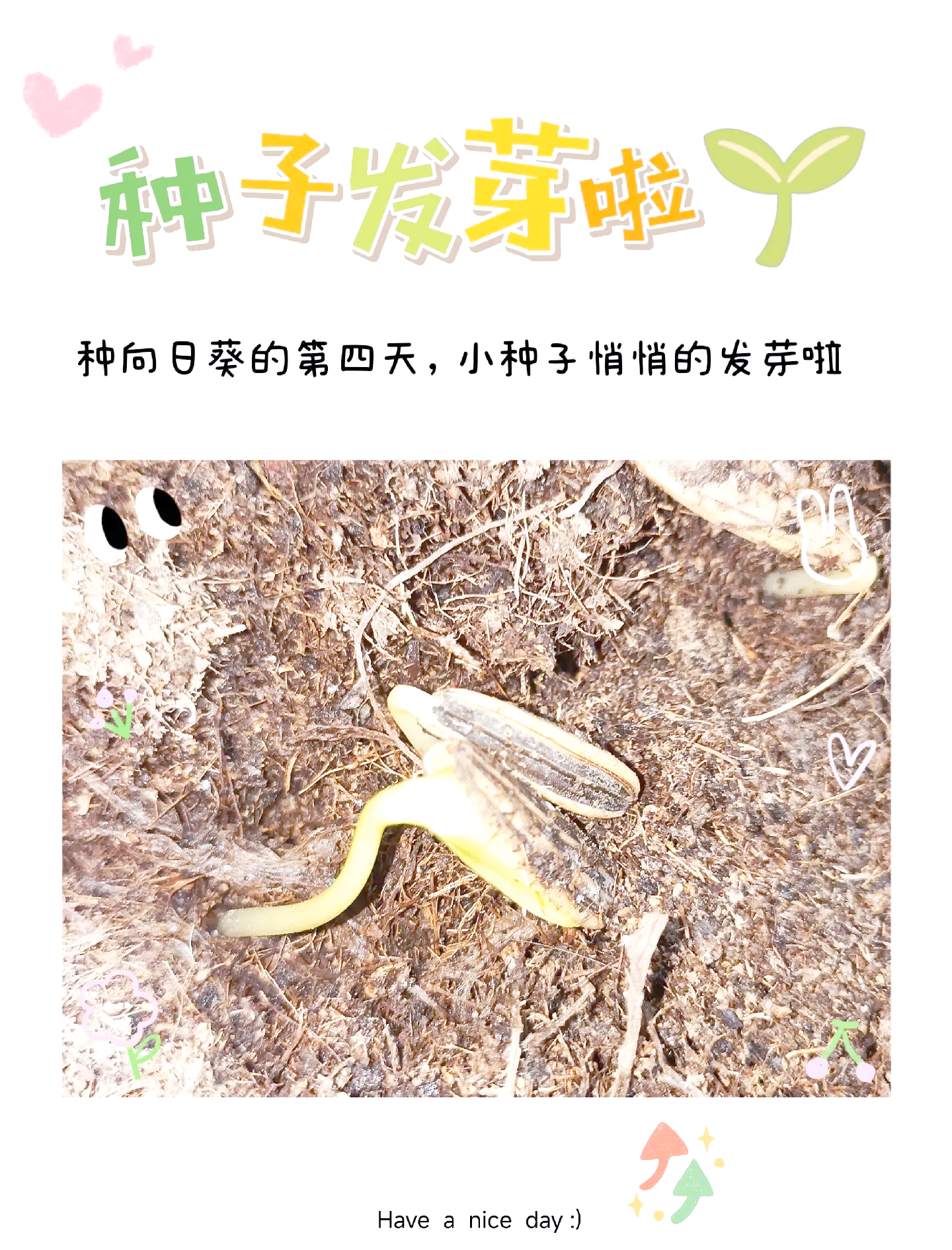 向日葵与幼犬的7天向日葵与幼犬的7天，成长与陪伴的故事-第2张图片