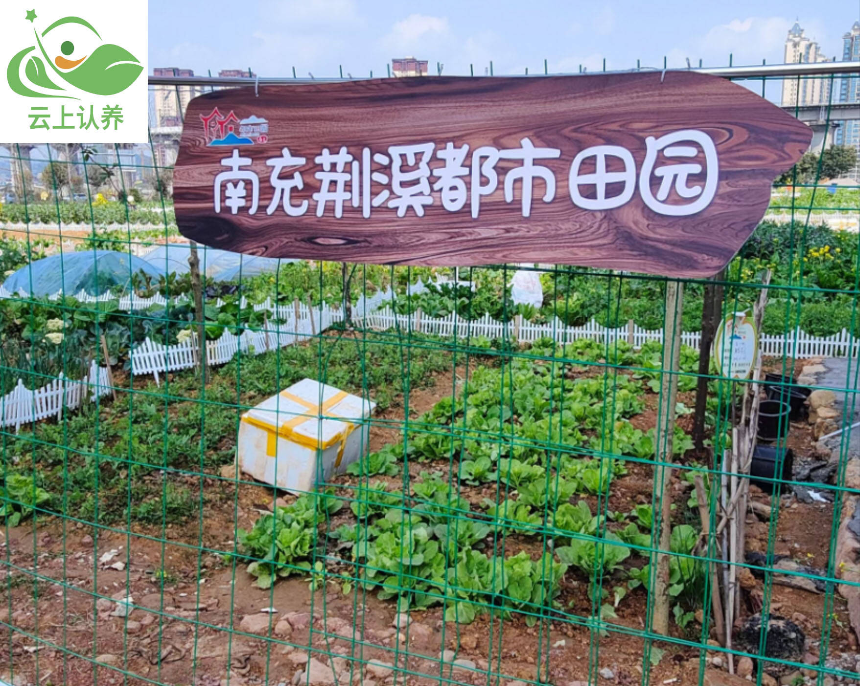 QQ农场活动，乐趣、互动与收获的完美结合-第2张图片