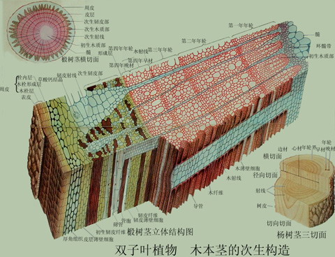 探索双茎同时刺激的独特体验-第3张图片