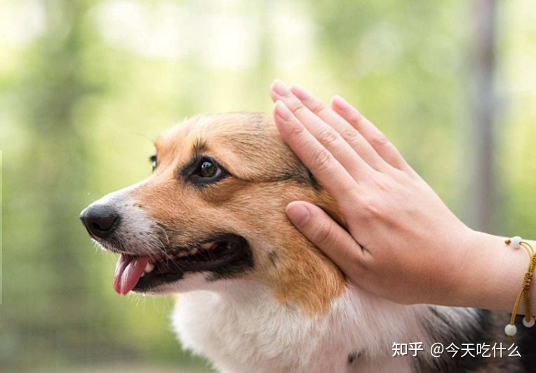 人狗交配关于人狗交配的误解与真相-第3张图片
