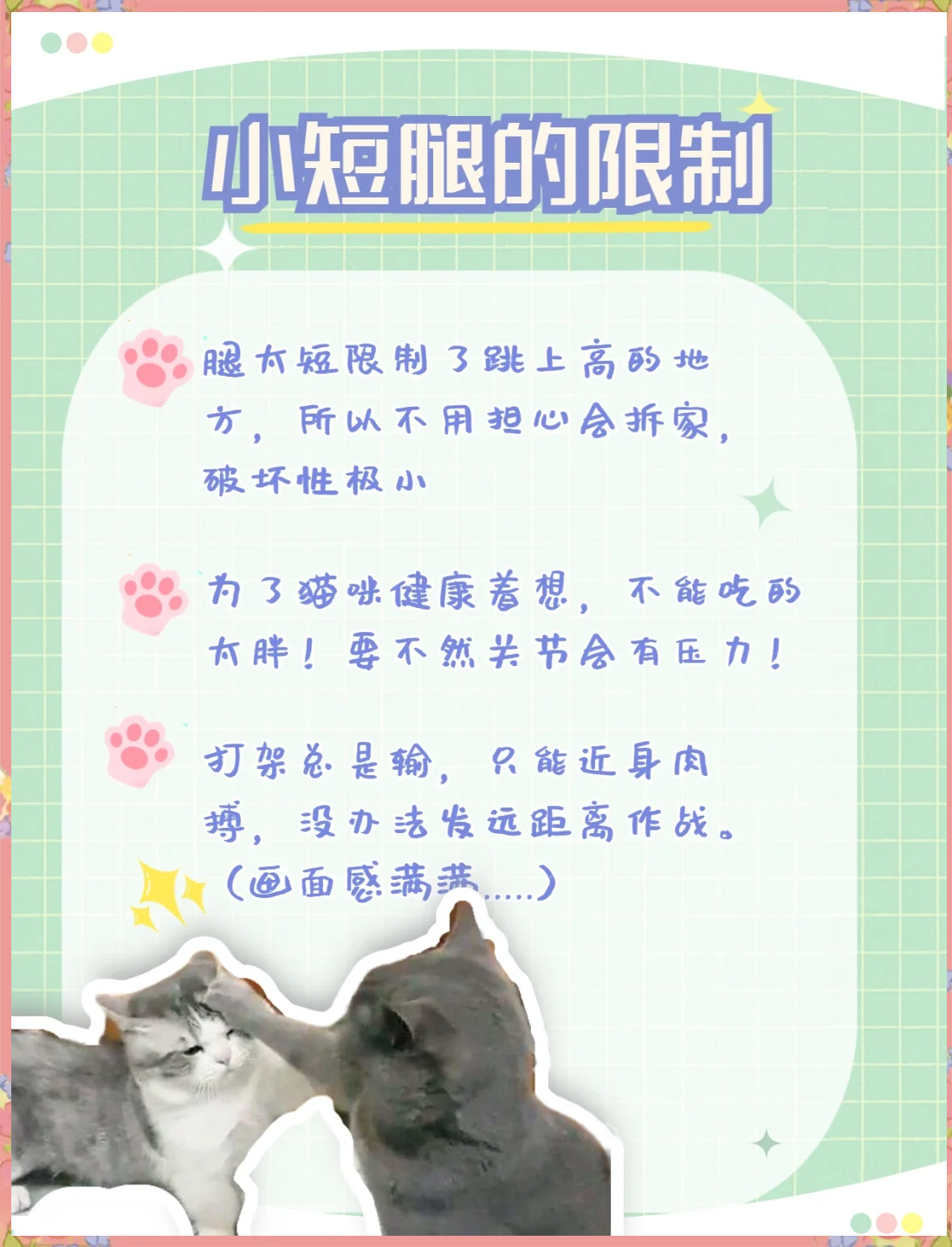 猫咪（破解版）的魅力与秘密-第2张图片