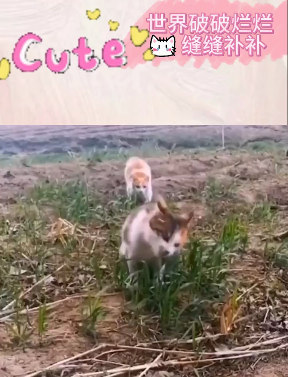猫咪（破解版）的魅力与秘密-第3张图片