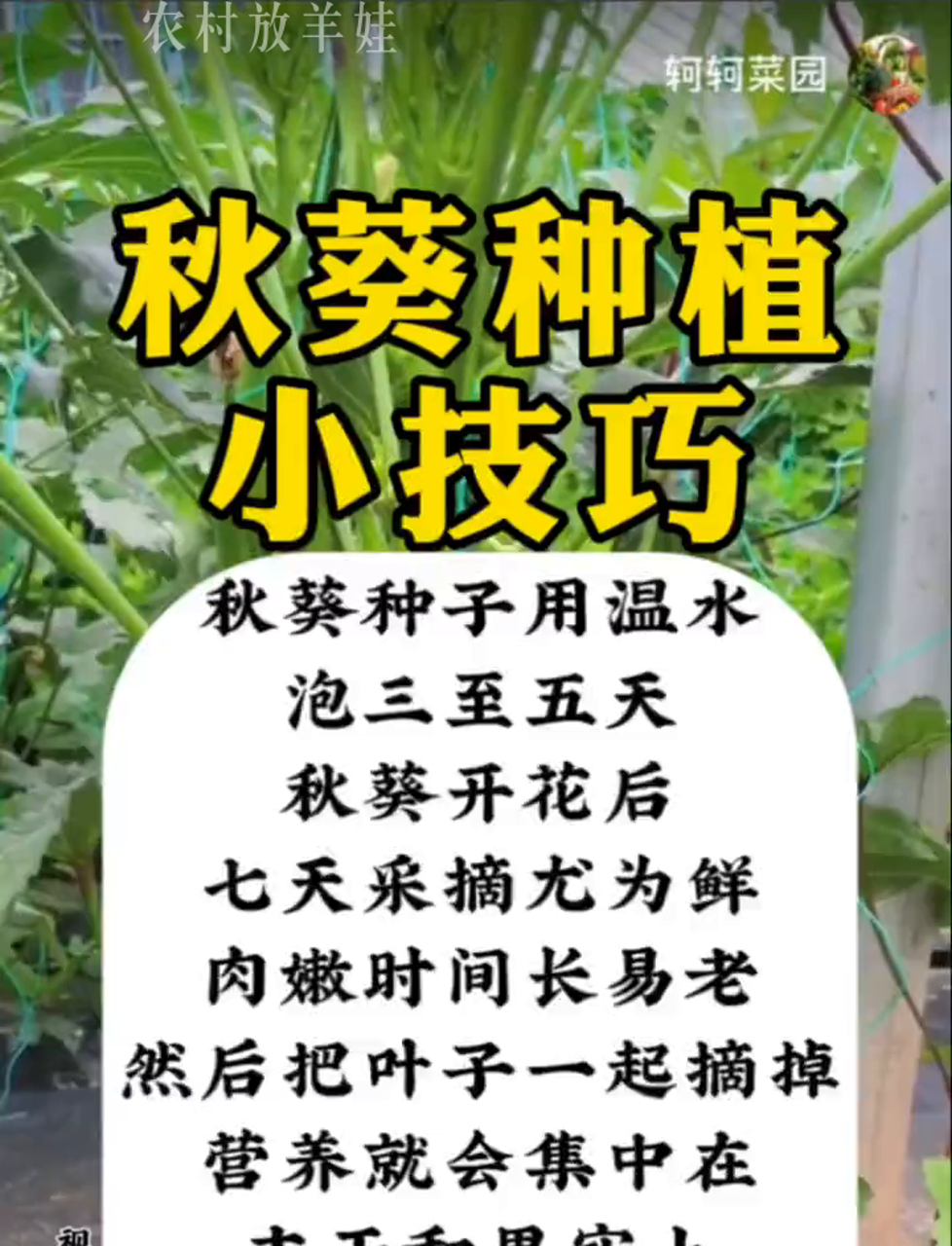 丝瓜芭乐樱桃秋葵小蝌蚪榴莲84探索多彩果蔬世界——丝瓜、芭乐、樱桃、秋葵、小蝌蚪与榴莲的奇妙之旅-第2张图片