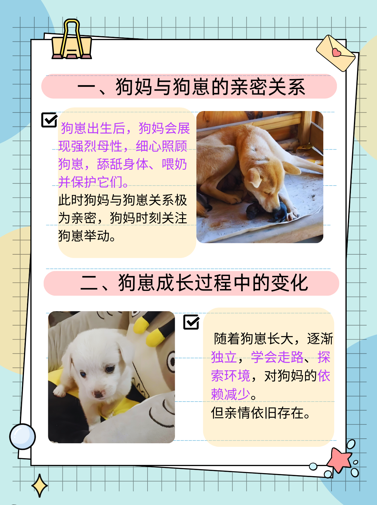 狗是如何与人类建立亲密关系的——狗是怎么上人的-第2张图片