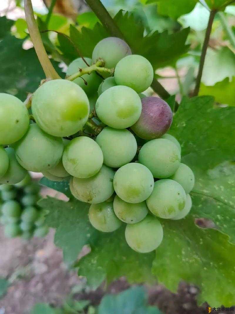 草莓榴莲黄瓜丝瓜蕾丝软件特色草莓、榴莲、黄瓜与丝瓜的邂逅——蕾丝般的味觉之旅-第2张图片