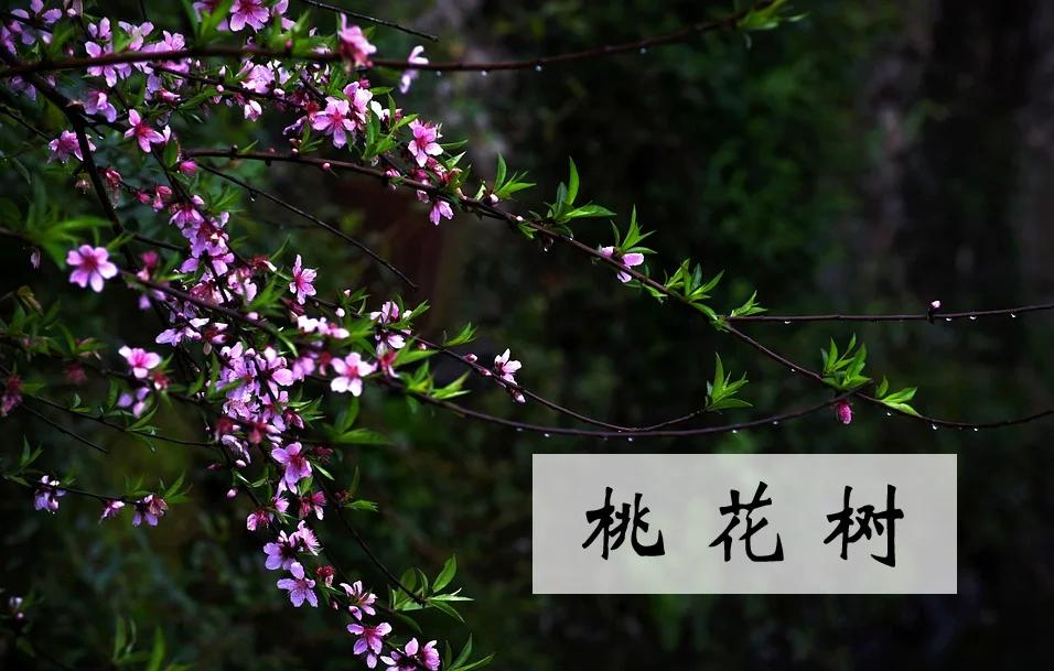 嫩小槡与四川槡树——探寻槡树文化的独特魅力-第2张图片