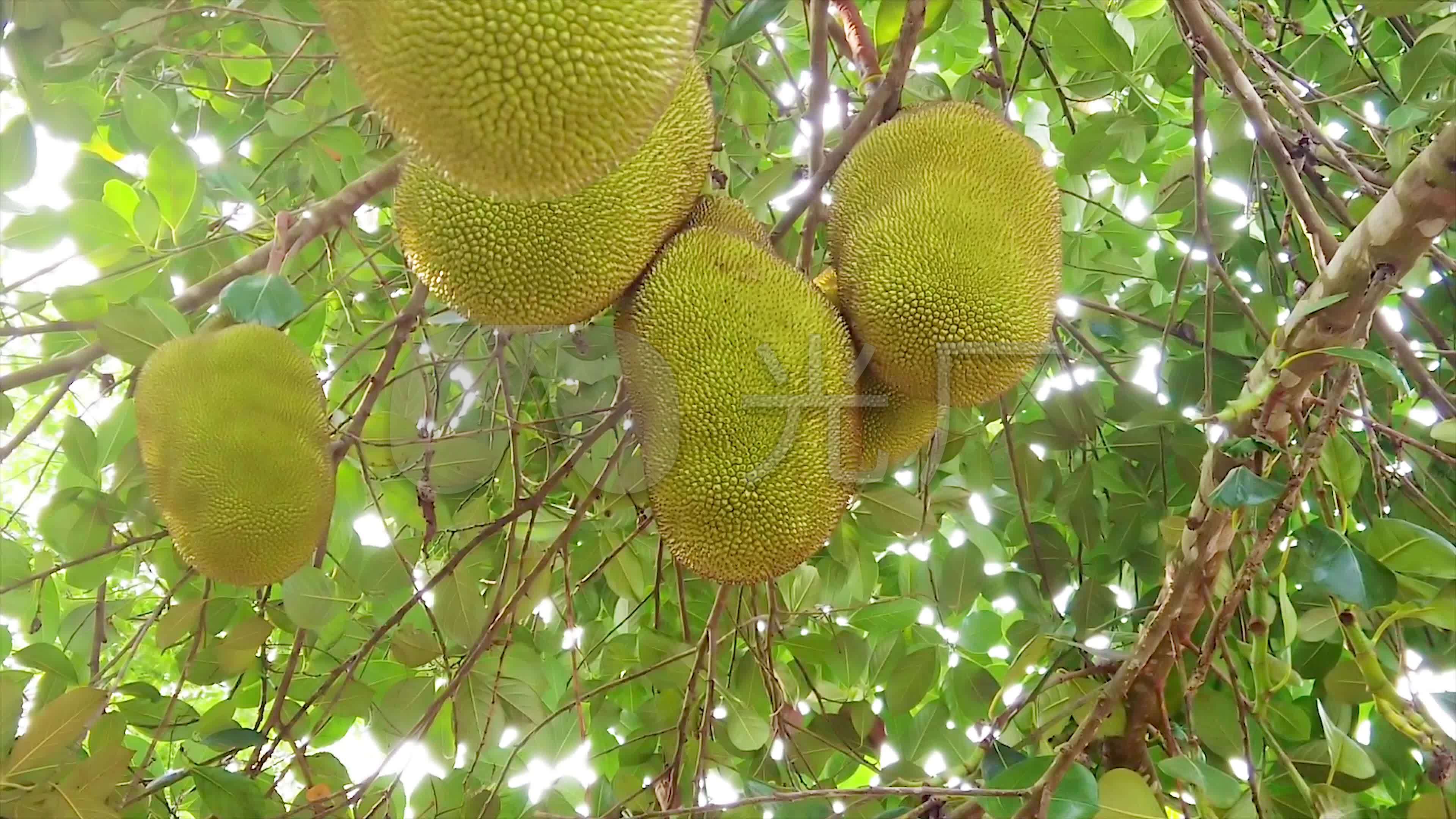 菠萝视频在线完整版免费观看高清菠萝视频在线完整版免费观看高清，探索无限乐趣的便捷途径-第3张图片