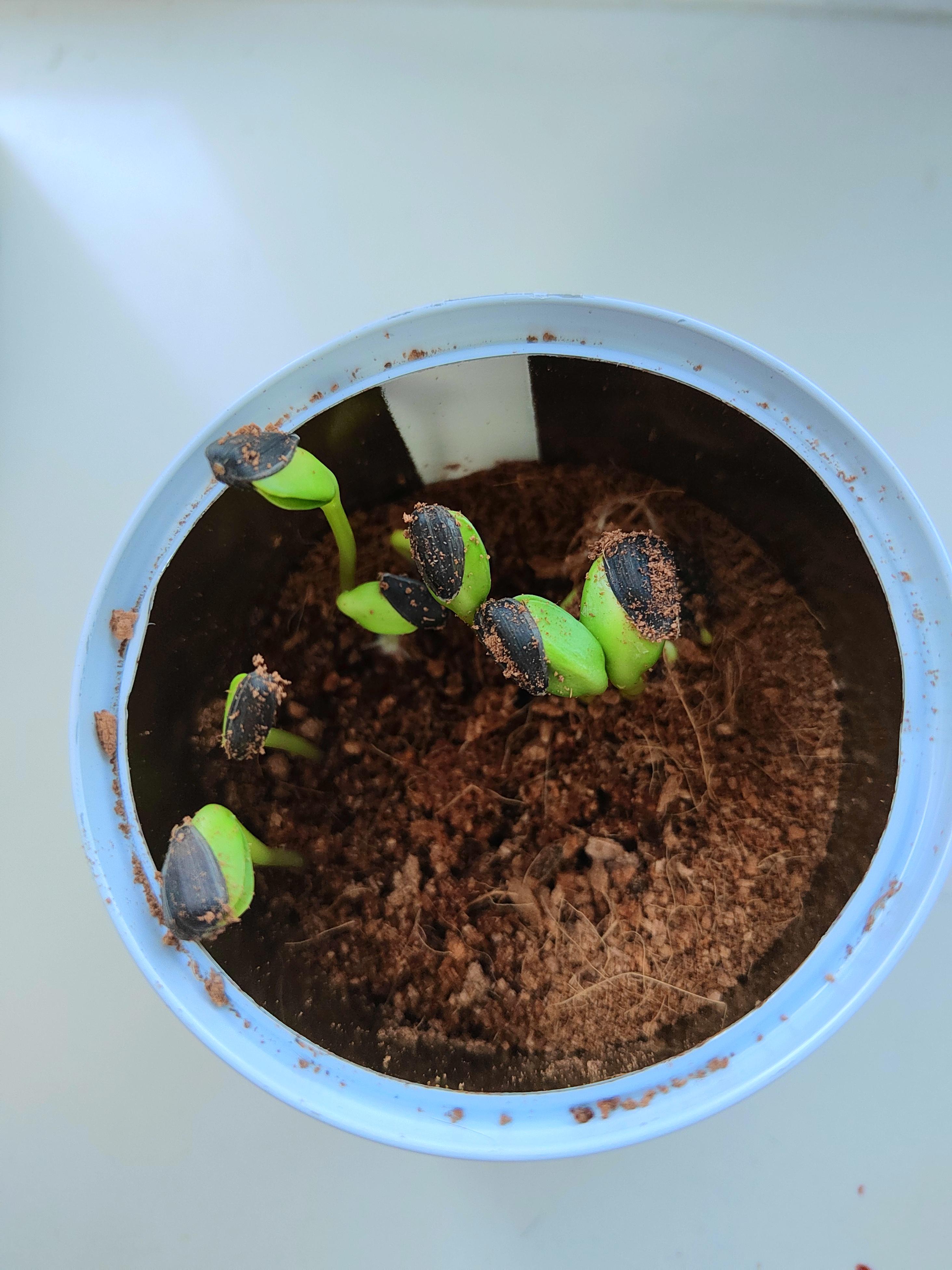 向日葵app下载汅api免费ios版探索向日葵下载，免费API网址在iOS平台的应用-第1张图片