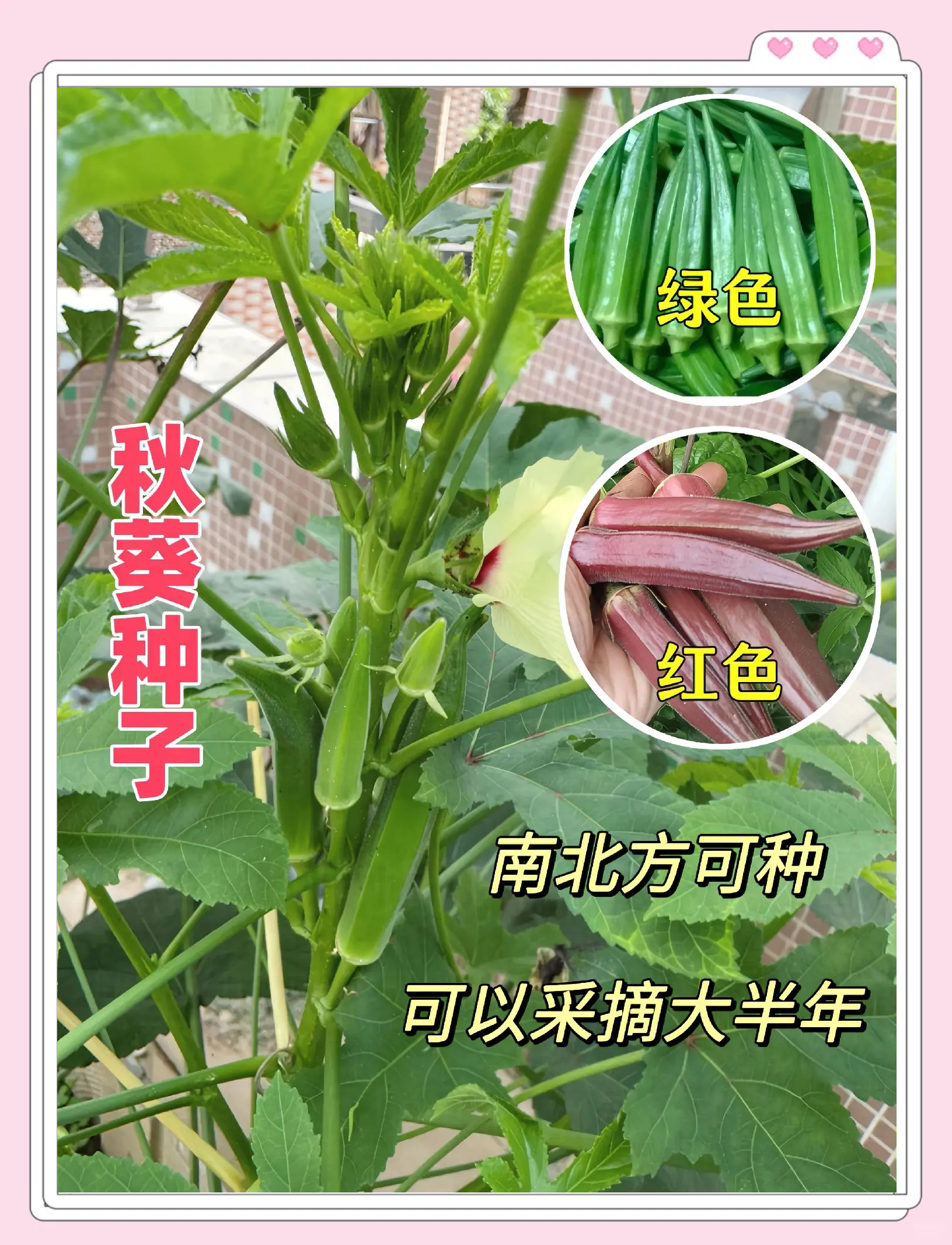 秋葵绿秋葵绿，自然的馈赠与生活的美学-第2张图片