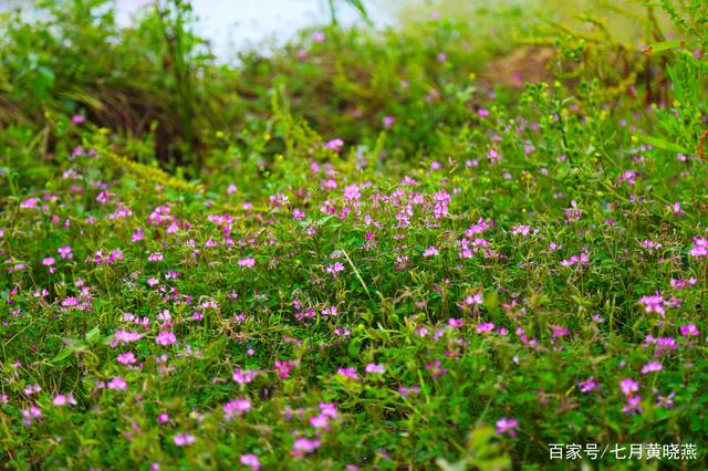 野花视频在线观看最新上集野花视频在线观看免费最新——探索自然之美的新方式-第1张图片