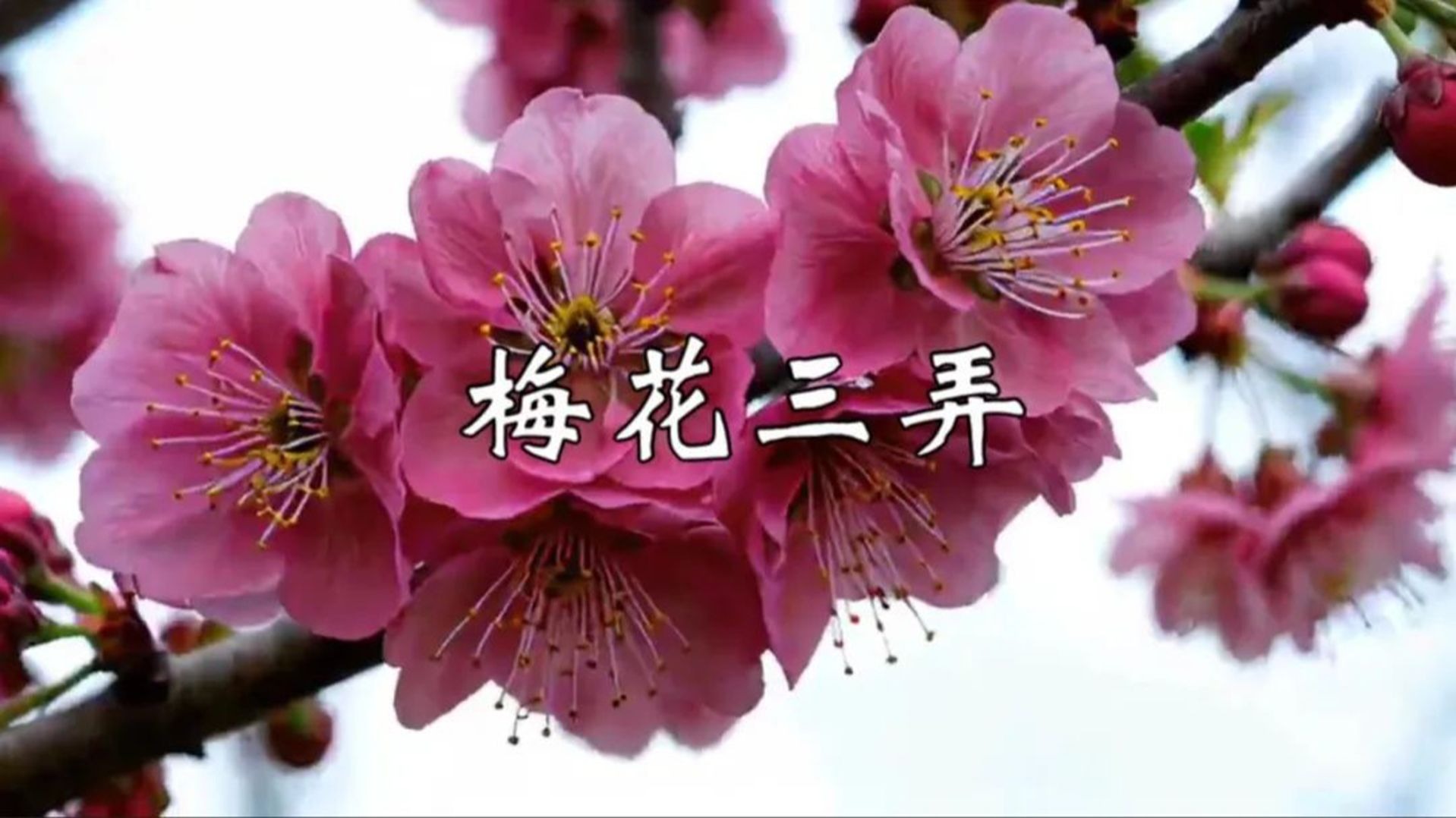 梅花三弄是什么意思污男女之间梅花三弄的含义-第2张图片