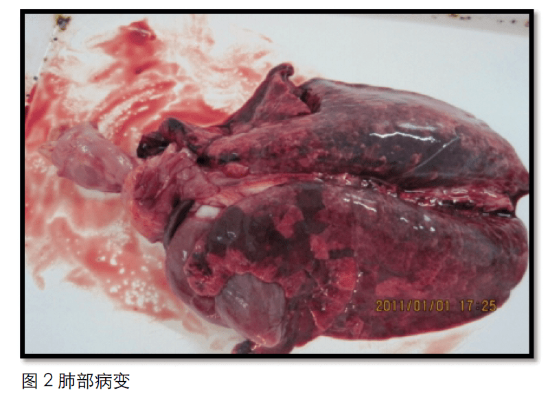 人与猪dna女性与动物性行为，一个需要探讨的伦理与道德问题-第1张图片