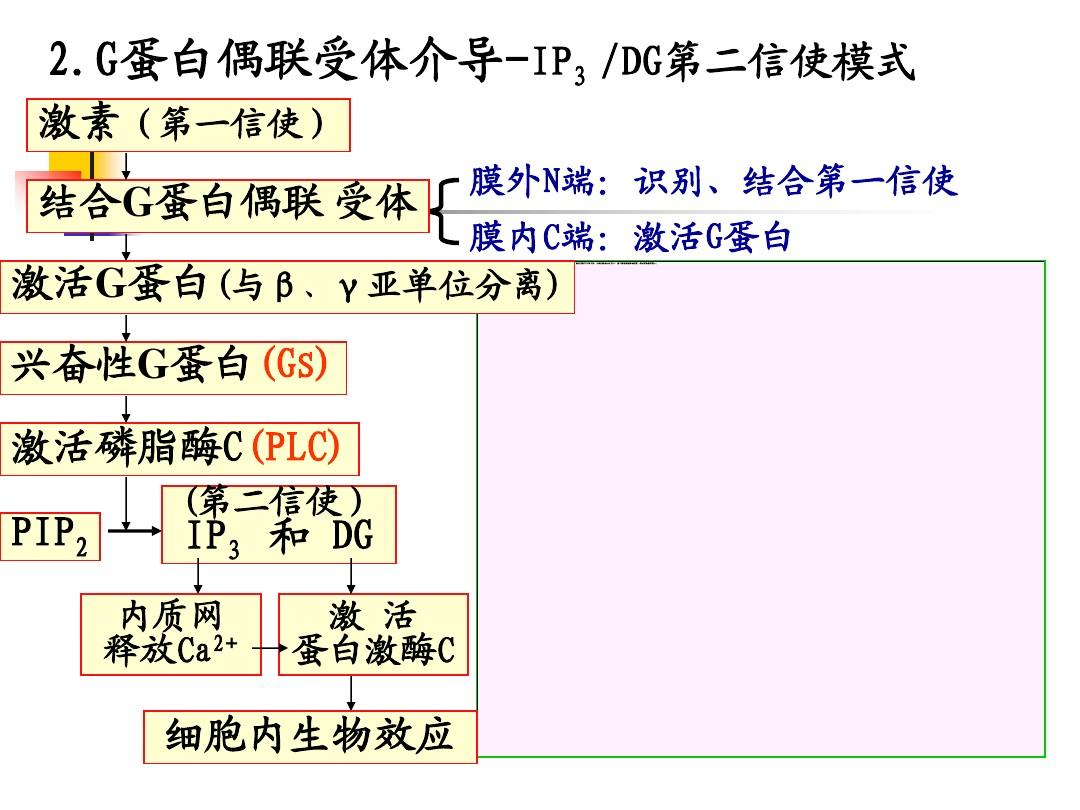 关于C点和G的生理部位解析-第1张图片