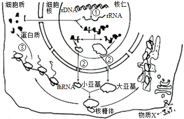 关于C点和G的生理部位解析-第3张图片