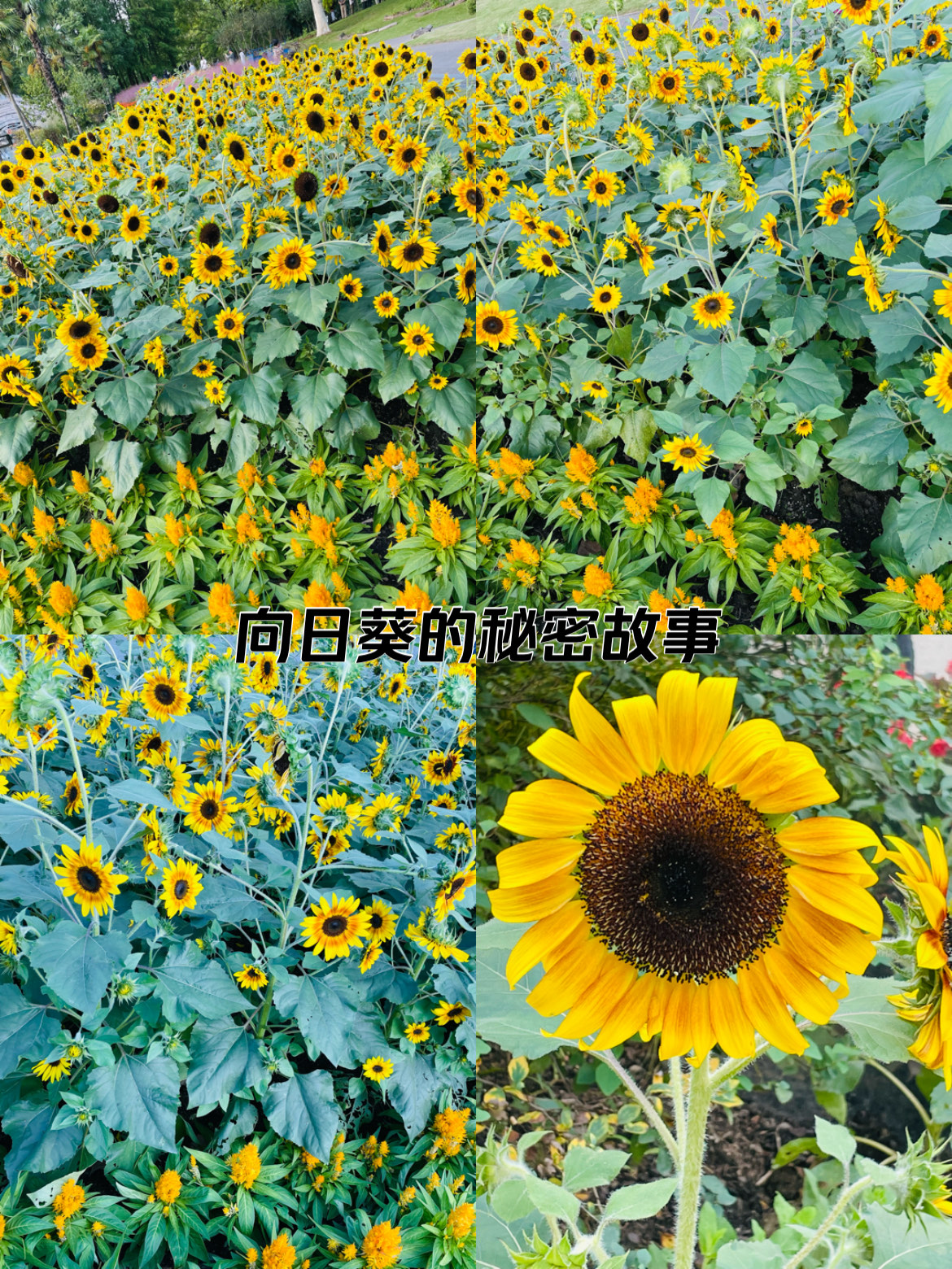 向日葵无限破解免费下载IOS向日葵无限破解免费下载IOS的秘密与真相-第3张图片
