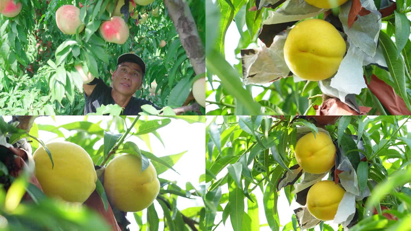 桃子视频在线高清播放免费观看探索桃子视频在线高清播放的魅力-第1张图片