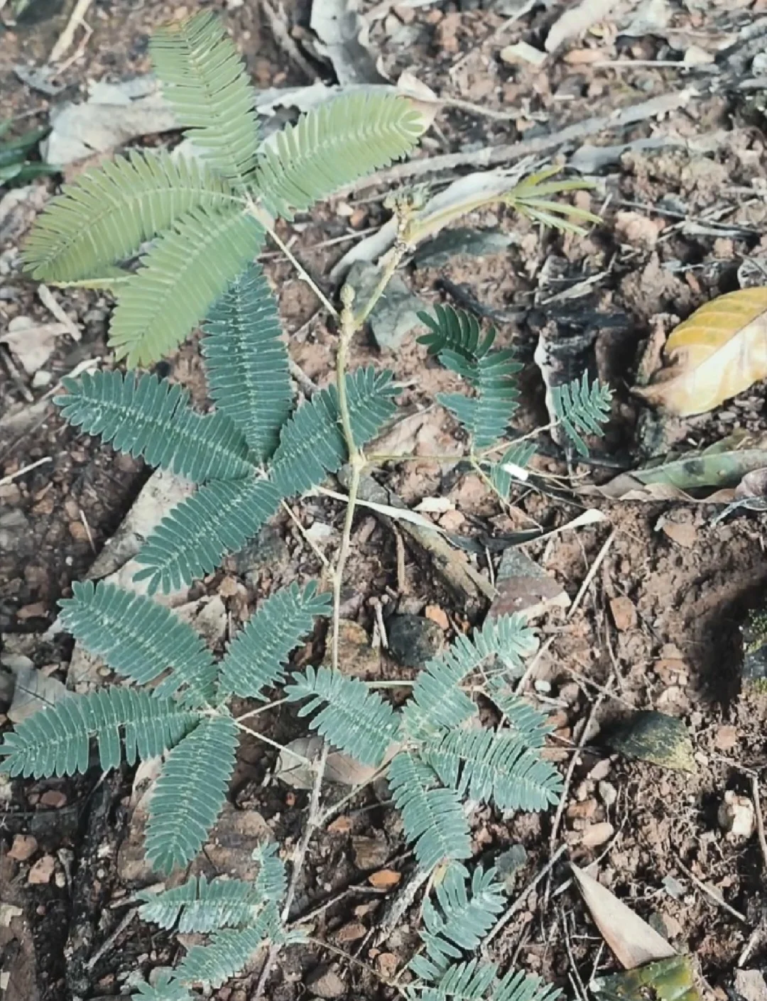 含羞草最新版本入口含羞草最新版本，探索自然之谜的全新体验-第1张图片