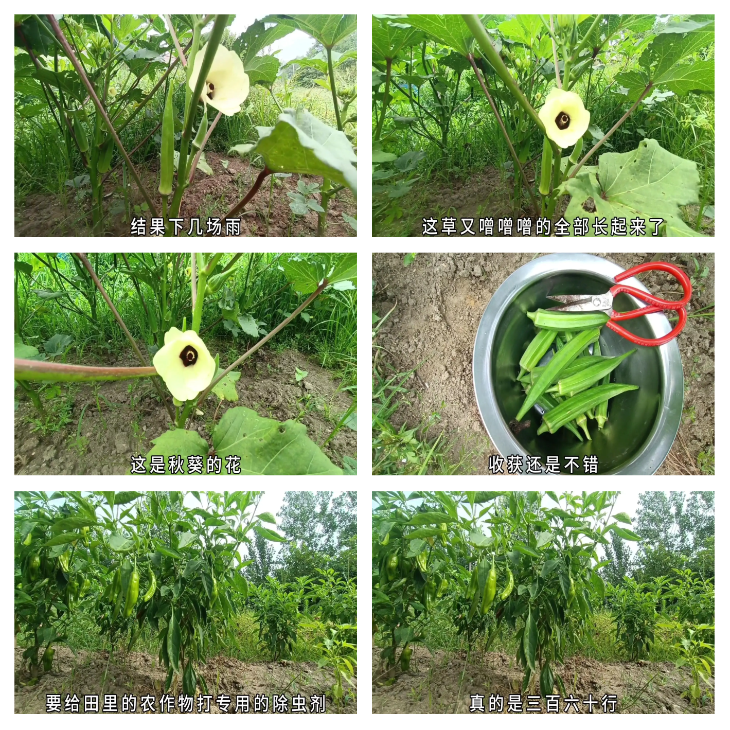 黄色软件草莓丝瓜秋葵免费破解关于黄色软件，草莓丝瓜秋葵的免费破解版风险与警示-第2张图片