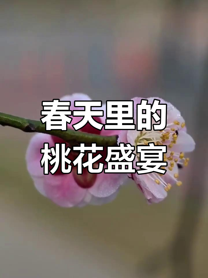 春暖 花开论坛春暖花开论坛——共享知识与情感的美好春天-第3张图片