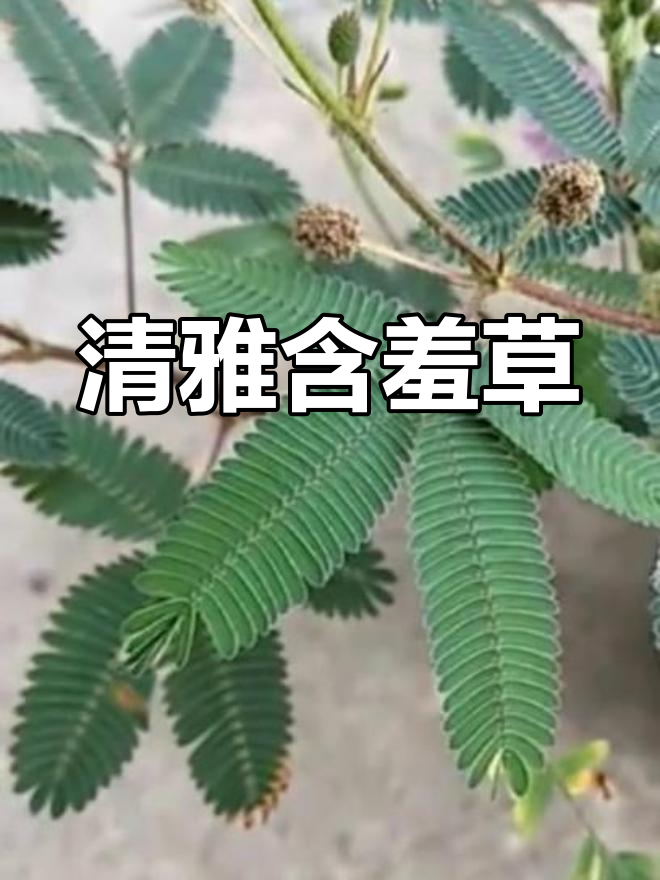 fi18cc含羞草官网探索fi18cc含羞草官网的魅力之旅-第2张图片