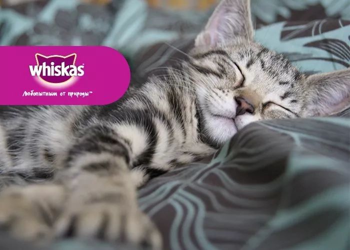 猫新版网页版入口探索猫新版网页版入口——体验不一样的互联网新世界-第1张图片
