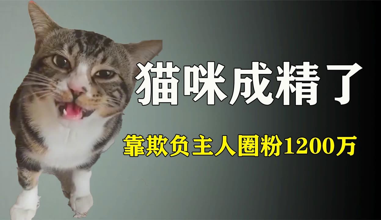 猫新版网页版入口探索猫新版网页版入口——体验不一样的互联网新世界-第3张图片