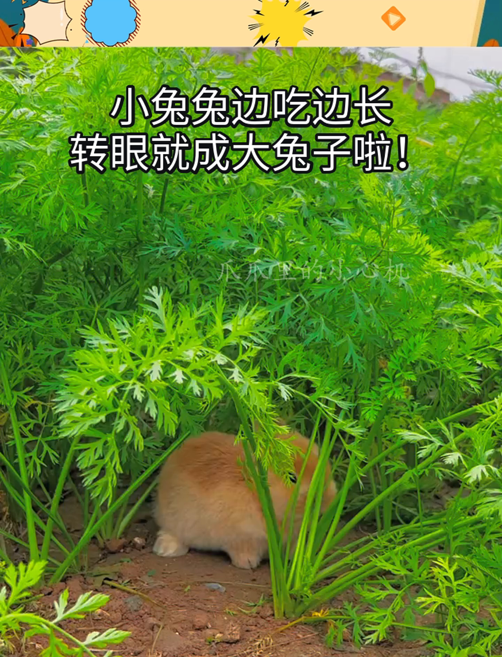 吸小兔兔是什么感觉啊探索吸小兔兔的奇妙世界，一场触感与情感的交织之旅-第1张图片
