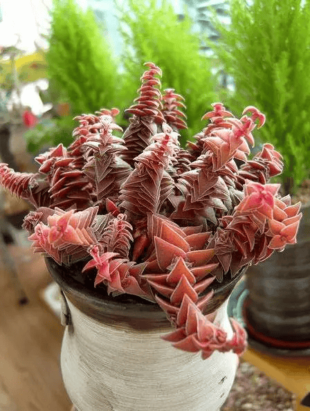 高N车多肉多海棠高N车与多肉植物的和谐共存——海棠的美丽世界-第1张图片