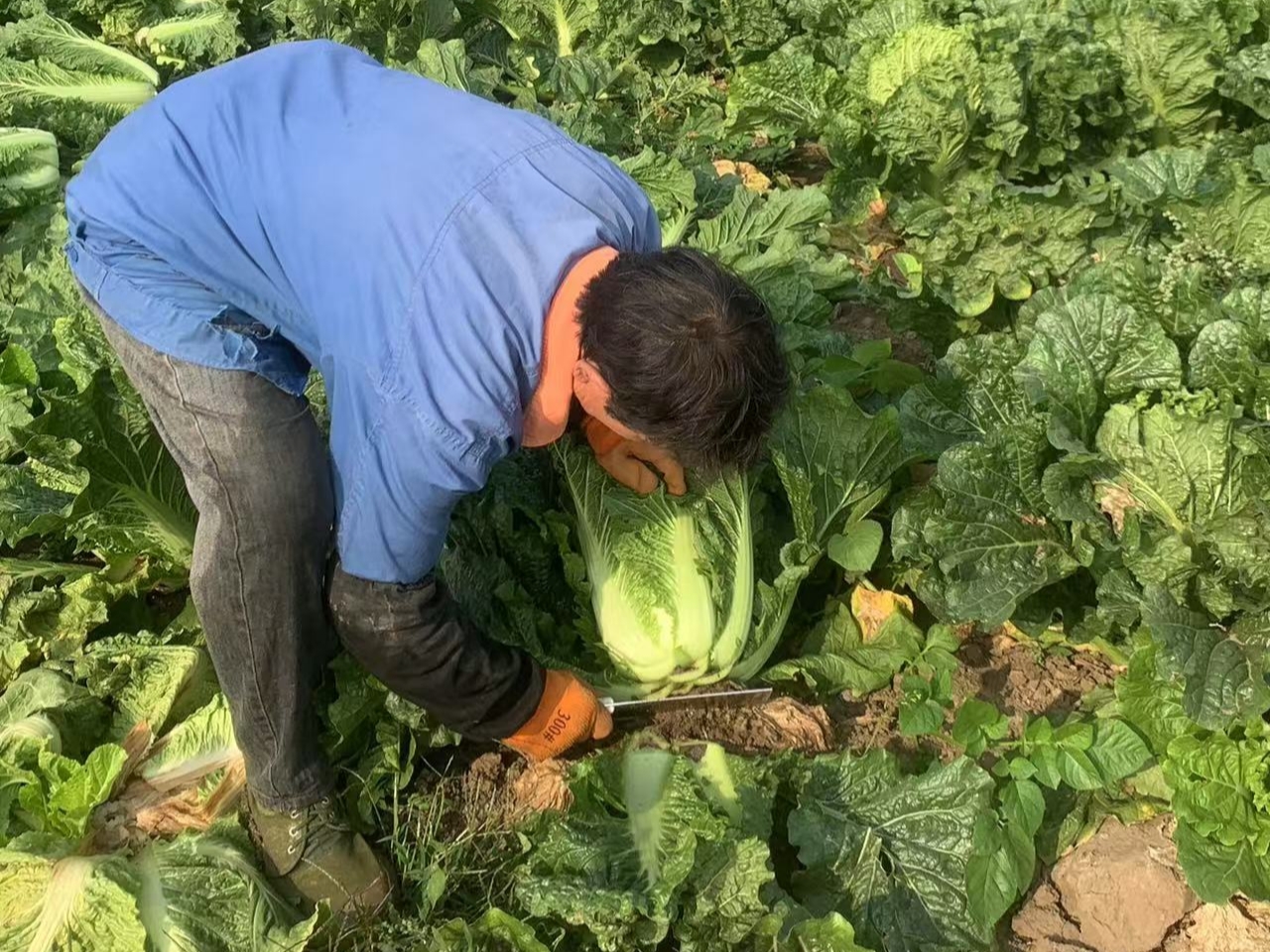 开垦老师肥沃的土地开垦老师肥沃的土地-第1张图片