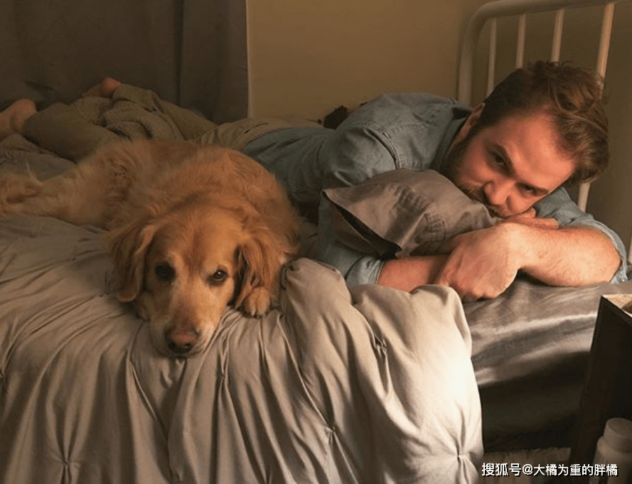 和金毛干了四年都没事作文与金毛共度四年的美好时光-第1张图片