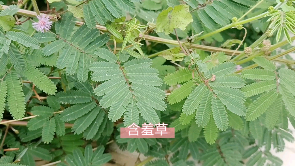 含羞草实验室入口2021免费探索含羞草实验室入口，2021年免费开放之旅-第2张图片