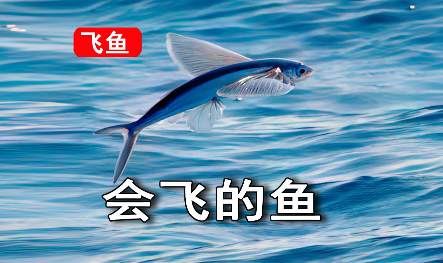 飞鱼娱乐项目飞鱼娱乐项目，海洋的魅力与陆地的激情-第1张图片