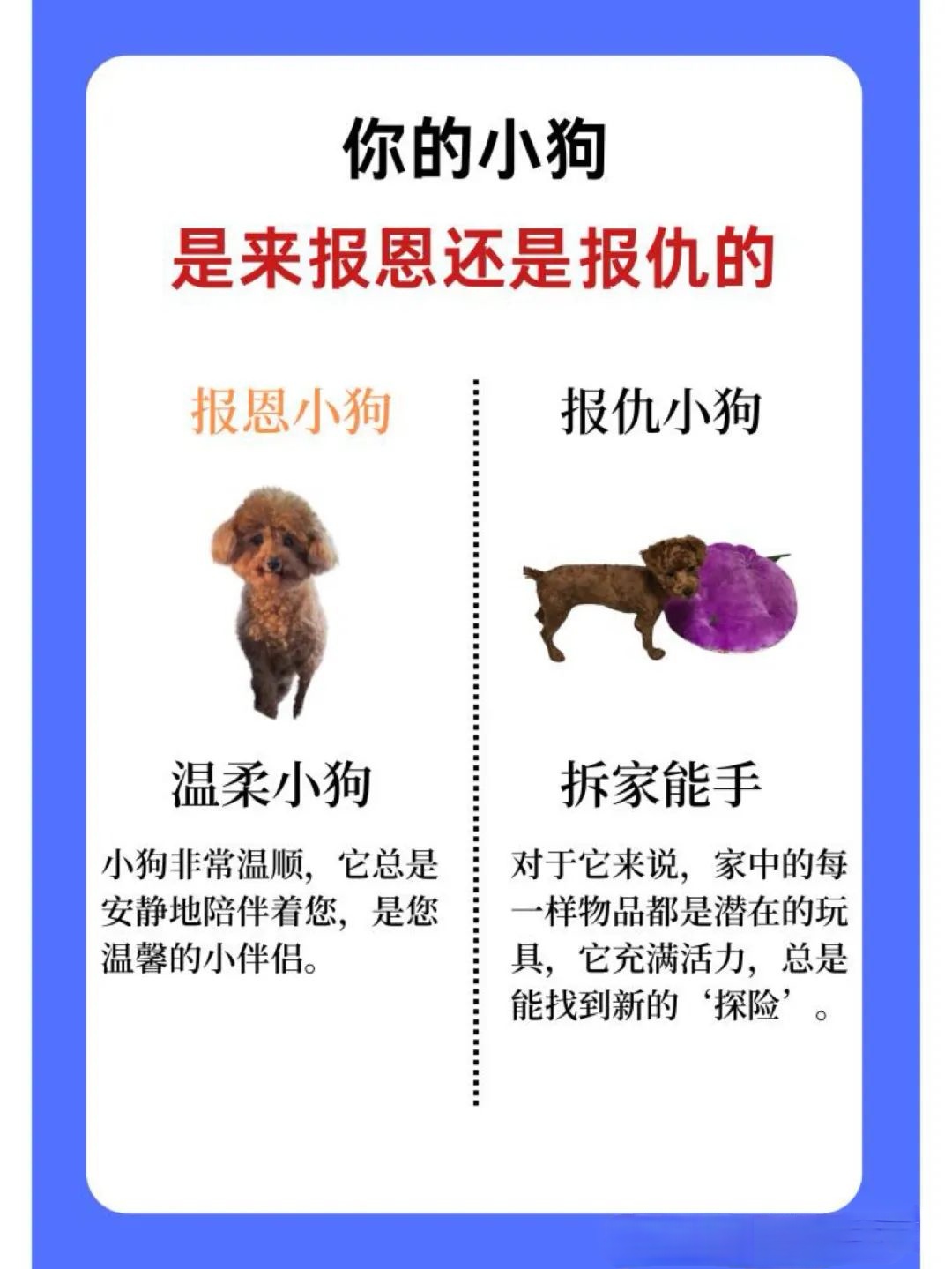 怎么顺利的让狗狗大战我如何顺利地与狗狗进行互动，而非让它们发生冲突-第1张图片