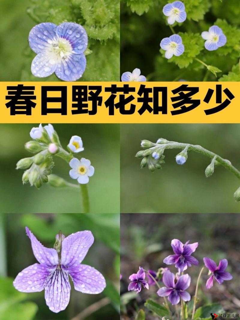 野花日本手机观看大全免费资源分享-第2张图片
