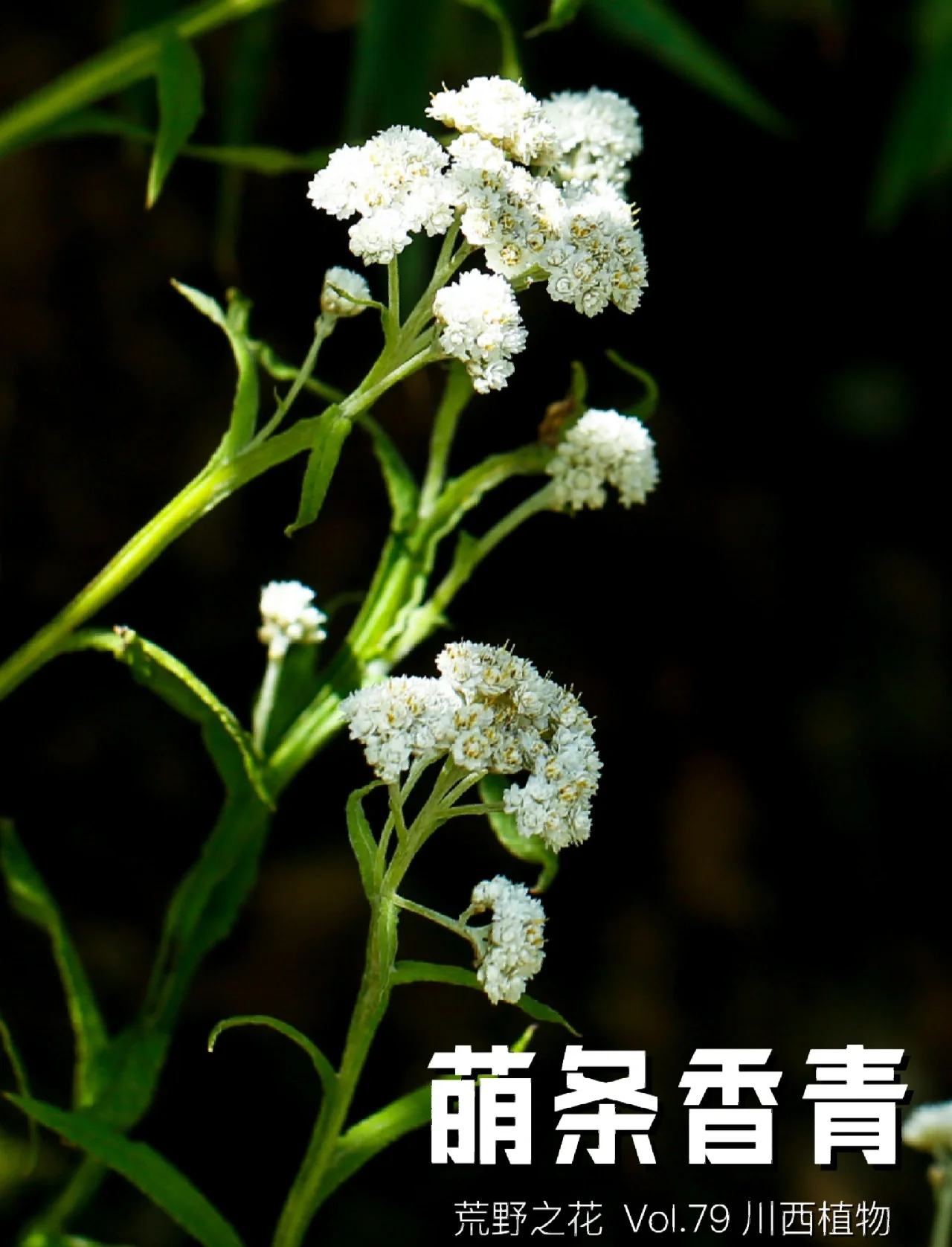野花香视频高清免费观看，探索自然之美与网络资源的奇妙之旅-第1张图片