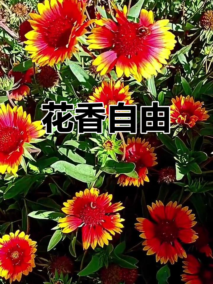 野花香视频高清免费观看，探索自然之美与网络资源的奇妙之旅-第2张图片