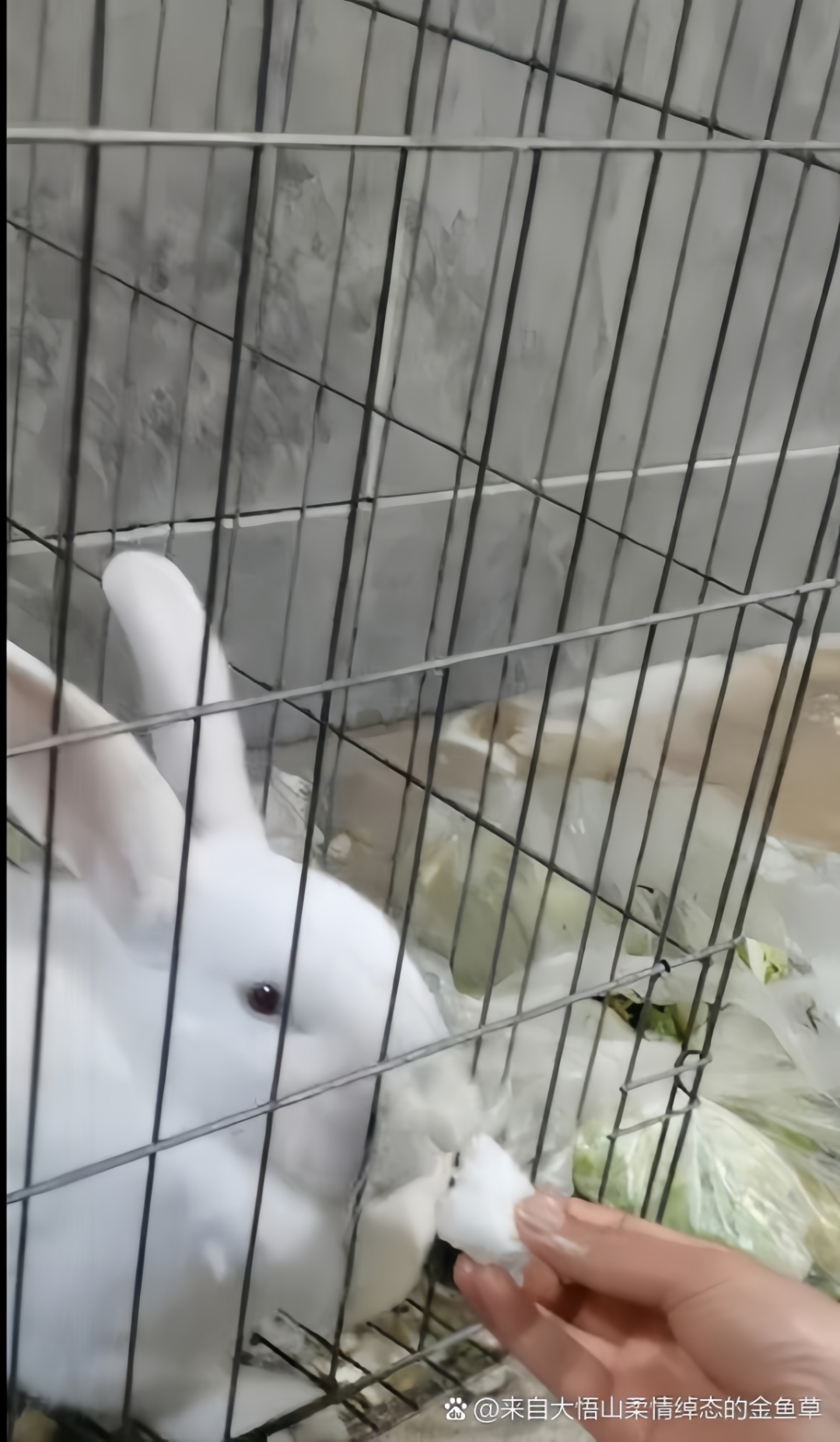 什么姿势可以吃到自己小兔子呢视频探索趣味姿势，如何轻松吃到自己的小兔子？-第1张图片