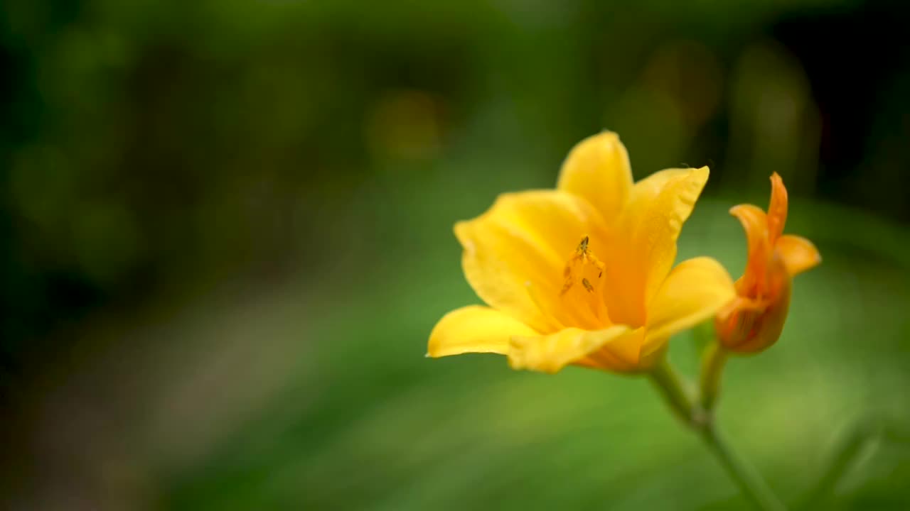 忘忧草视频，高清免费在线观看体验-第2张图片