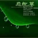 忘忧草社区在线www官网忘忧草社区在线官网，探索网络世界的乐园-第2张图片