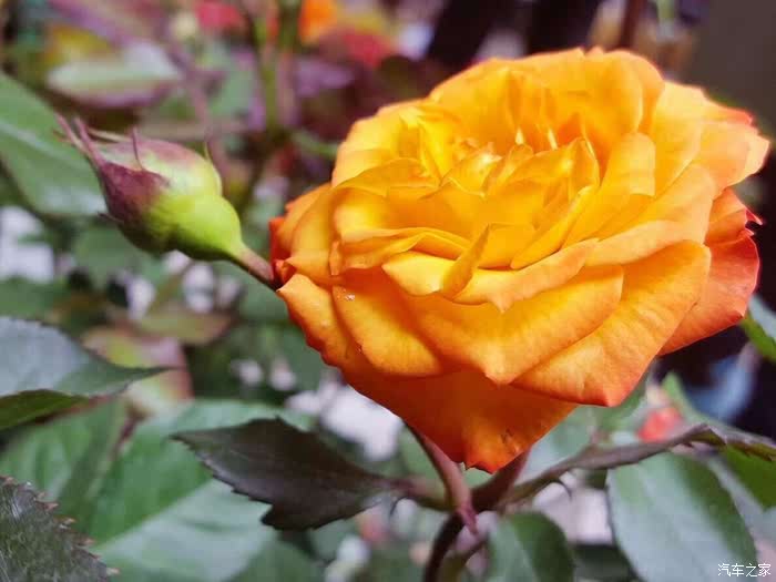 春暖花开论坛——最新地址及精彩内容分享-第1张图片