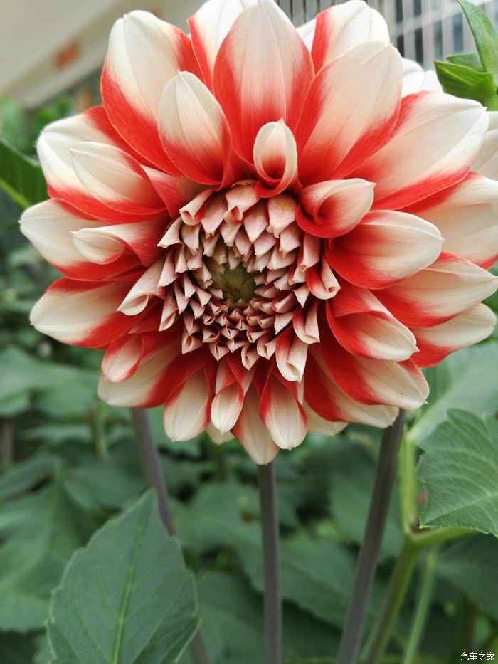 春暖花开论坛——最新地址及精彩内容分享-第2张图片
