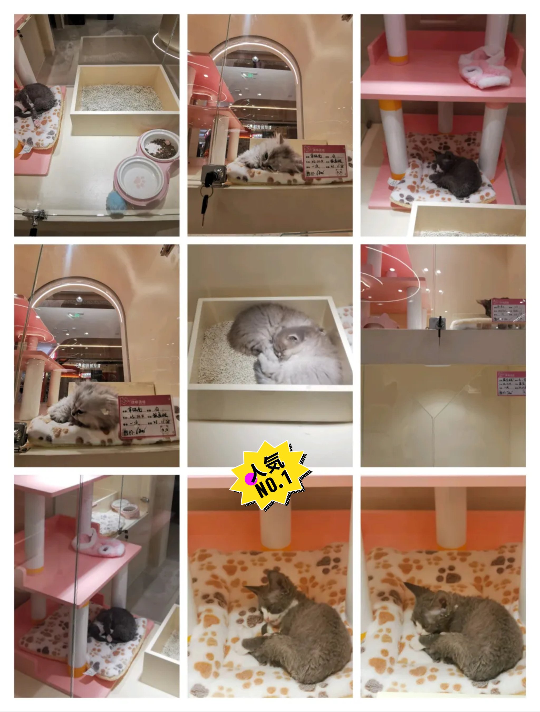 猫咪视频软件在线看片探索猫咪世界，在线看片，尽享猫咪视频软件乐趣