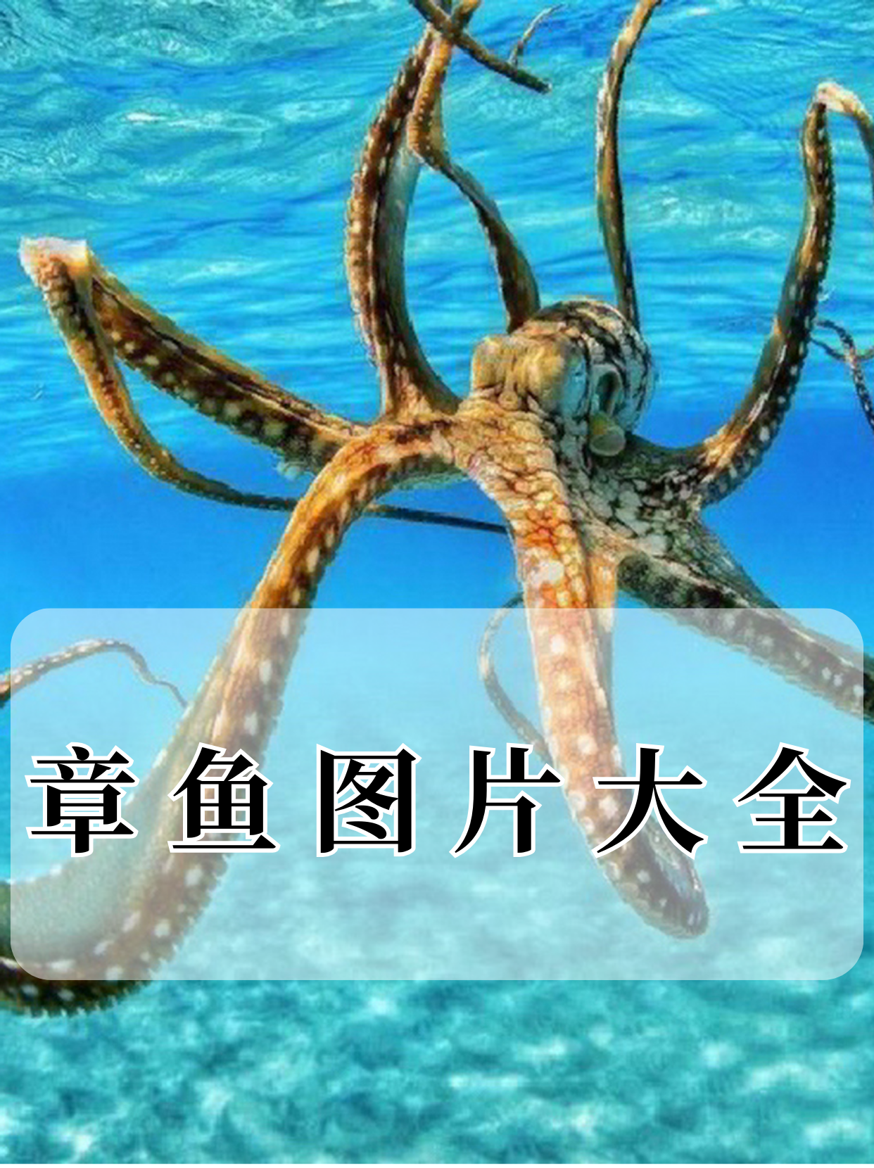 千鳞千鳞之舞——深海神秘生物的奇妙世界-第1张图片